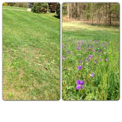 Freshly mowed, and saved some flowers