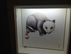 Summit_Opossum