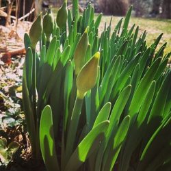 Daffodils in WINTER