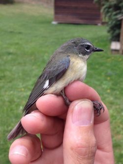 warbler bird banding