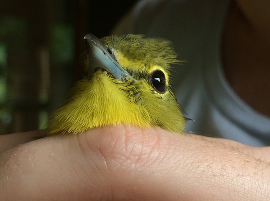 bird banding