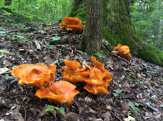 false-chanterelle-mushroom