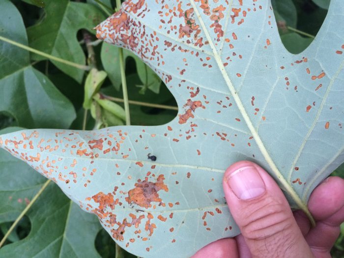 Weevil in WV's forests