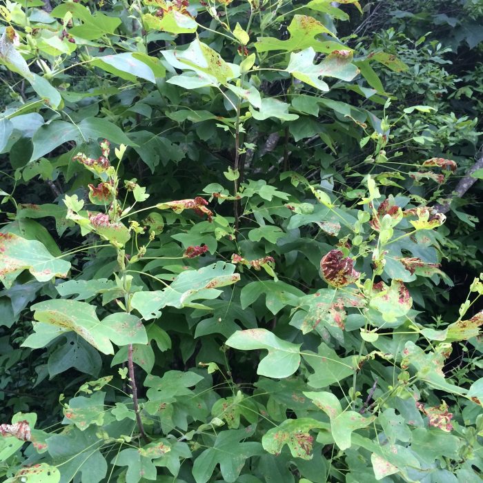 Leaves chewed by the weevil